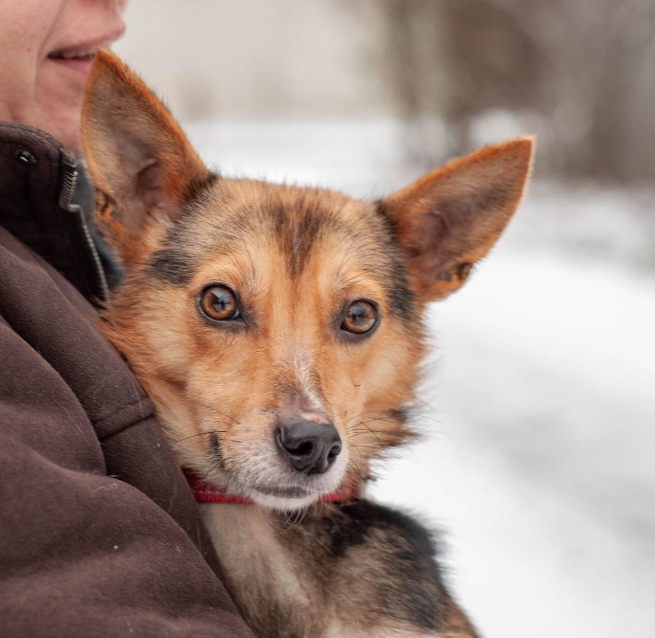 Chiens à adopter